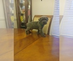 Small #1 Cane Corso
