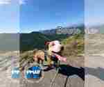 Small American Pit Bull Terrier Mix