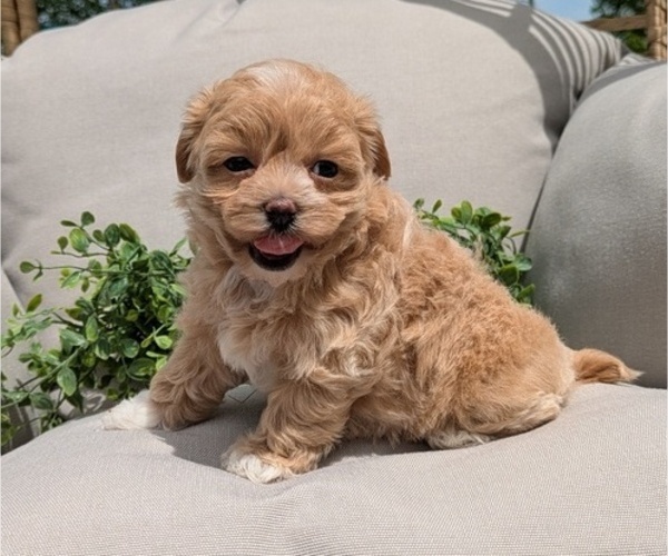 Medium Photo #2 Maltipoo (Miniature) Puppy For Sale in GOSHEN, IN, USA
