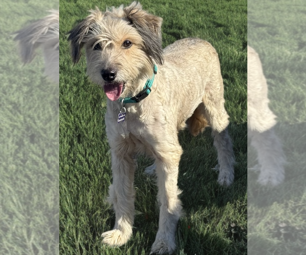 Medium Photo #2 Mutt Puppy For Sale in Newport Beach, CA, USA