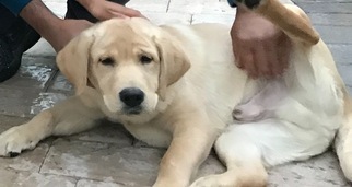 Labrador Retriever Puppy for sale in RUTHERFORD, NJ, USA
