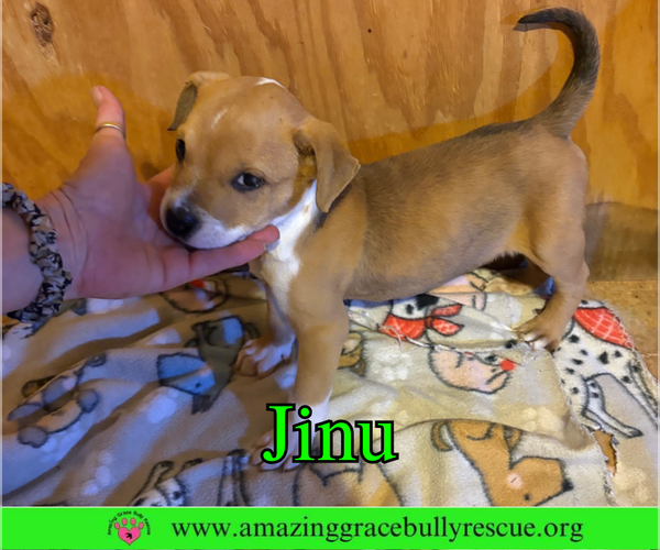 Medium Photo #5 Bulldog-Unknown Mix Puppy For Sale in Pensacola, FL, USA