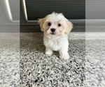 Puppy 2 Mal-Shi