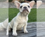Small #2 French Bulldog