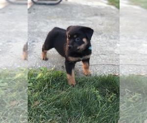 Rottweiler Puppy for sale in GOSHEN, IN, USA