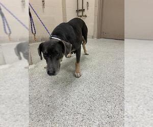 Doberman Pinscher-Unknown Mix Dogs for adoption in Conroe, TX, USA