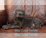 Puppy Blue Collar Fem Cane Corso