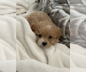 Pomeranian-Poodle (Toy) Mix Puppy for sale in ORANGE, CA, USA