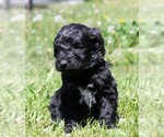 Small Photo #10 Saint Berdoodle Puppy For Sale in CLAYTON, WA, USA