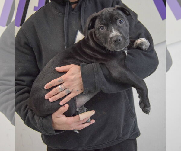 Medium Photo #3 American Staffordshire Terrier-Boxer Mix Puppy For Sale in Huntley, IL, USA
