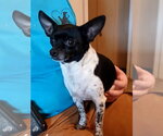 Small #1 Chihuahua Mix