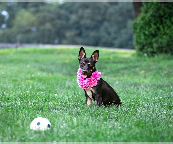 Medium Photo #4 Australian Kelpie-Dachshund Mix Puppy For Sale in Unionville, PA, USA