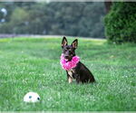 Small #3 Australian Kelpie-Dachshund Mix