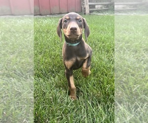 Doberman Pinscher Puppy for sale in OAK FOREST, IL, USA