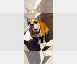 Boxer Dogs for adoption in Austin, TX, USA