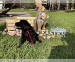 Small Photo #25 Labrador Retriever Puppy For Sale in MIAMI, FL, USA