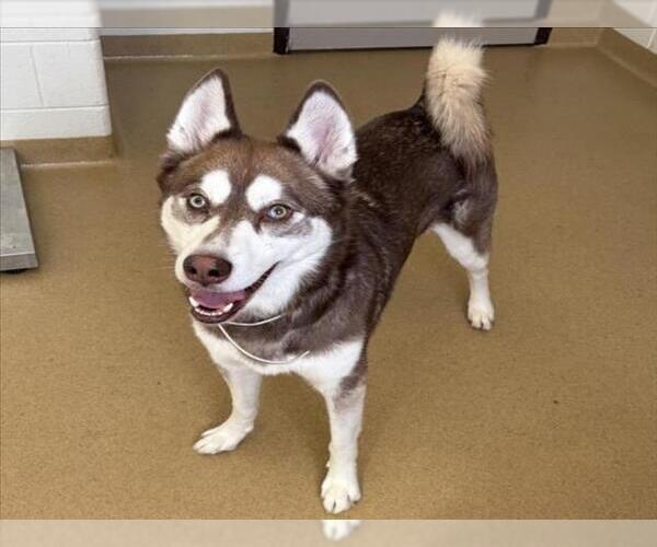 Medium Photo #1 Siberian Husky Puppy For Sale in Derwood, MD, USA