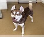 *RODRIGO - Male Siberian Husky Dog for Adoption - Small photo