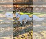 Small #33 Chihuahua Mix