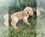 Small #1 Cocker Spaniel