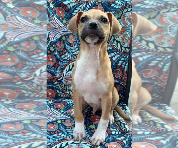 Medium Photo #6 Black Mouth Cur-Unknown Mix Puppy For Sale in New York, NY, USA