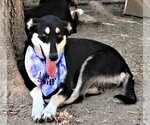 Small #1 Huskies  Mix