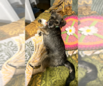 Small #7 Border Terrier Mix