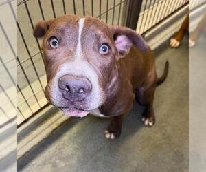 American Pit Bull Terrier-Unknown Mix Dogs for adoption in San Antonio, TX, USA