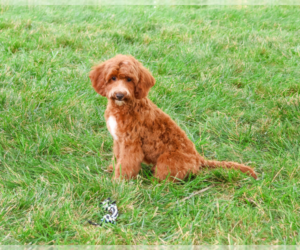 Medium Photo #5 Cavapoo (Miniature) Puppy For Sale in SYRACUSE, IN, USA