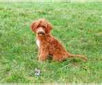 Small #4 Cavapoo (Miniature)