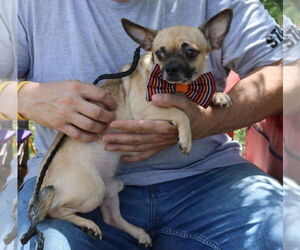 Chug Dogs for adoption in Bandera, TX, USA