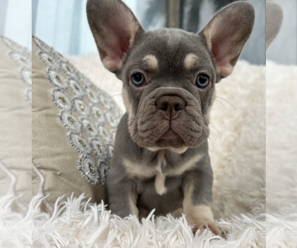 Medium Photo #3 French Bulldog Puppy For Sale in FORT LAUDERDALE, FL, USA