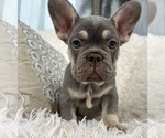 Small #2 French Bulldog