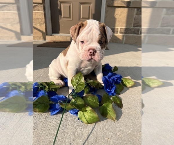 Medium Photo #1 Olde English Bulldogge Puppy For Sale in BUFORD, GA, USA