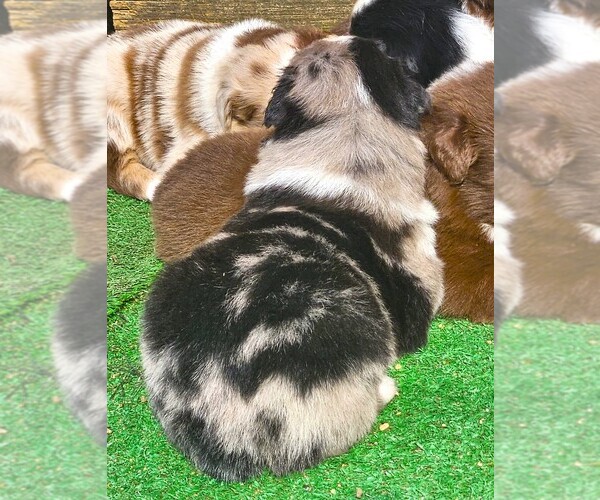 Medium Photo #6 Australian Shepherd Puppy For Sale in NELSON, VA, USA