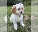 Small #3 Cavapoo-Poodle (Miniature) Mix