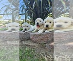 Small Photo #3 Golden Retriever Puppy For Sale in ELVERTA, CA, USA