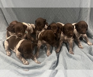 German Shorthaired Pointer Puppy for sale in LYONS, GA, USA