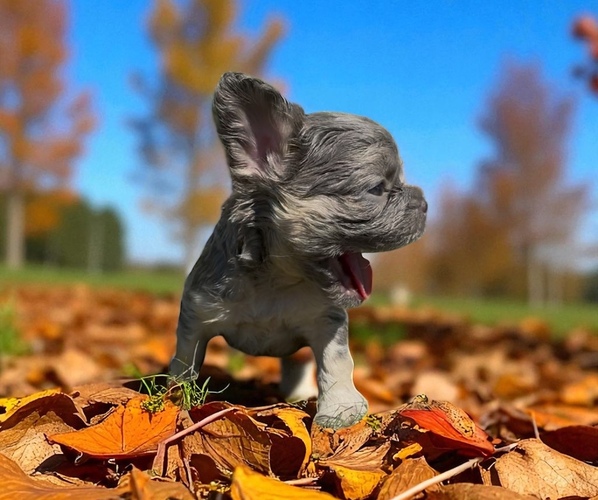 Medium Photo #6 French Bulldog Puppy For Sale in HILLSBOROUGH, NJ, USA