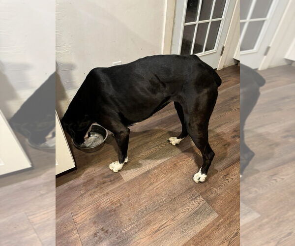 Medium Photo #26 Boxer-Great Dane Mix Puppy For Sale in Bullard, TX, USA
