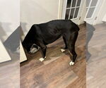 Small #25 Boxer-Great Dane Mix