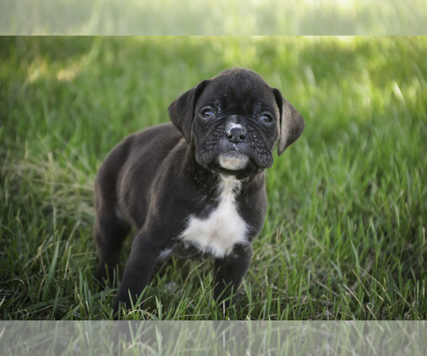 Medium Photo #2 Boxer Puppy For Sale in SHIPSHEWANA, IN, USA