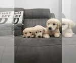 Small Photo #3 Golden Retriever Puppy For Sale in ELVERTA, CA, USA