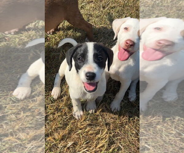 Medium Photo #1 Lab-Pointer Puppy For Sale in Harrison, AR, USA