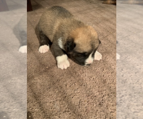 Medium Photo #1 Pyrenees Husky Puppy For Sale in HARWOOD, MD, USA