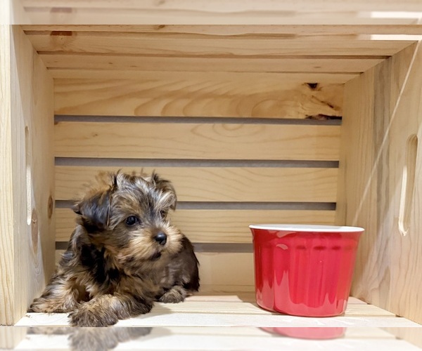 Medium Photo #13 Morkie Puppy For Sale in CASSVILLE, MO, USA
