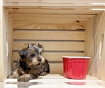 Small #12 Morkie