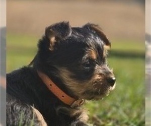 Yorkshire Terrier Puppy for Sale in NILES, Michigan USA