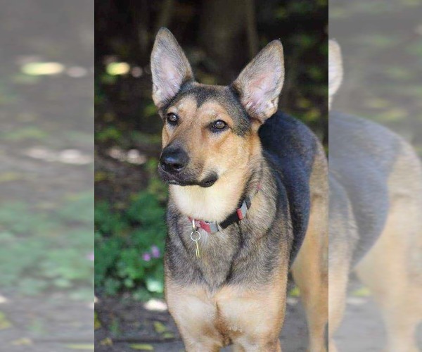 Medium Photo #1 German Shepherd Dog Puppy For Sale in Montgomery, AL, USA