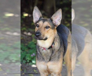 German Shepherd Dog Dogs for adoption in Montgomery, AL, USA